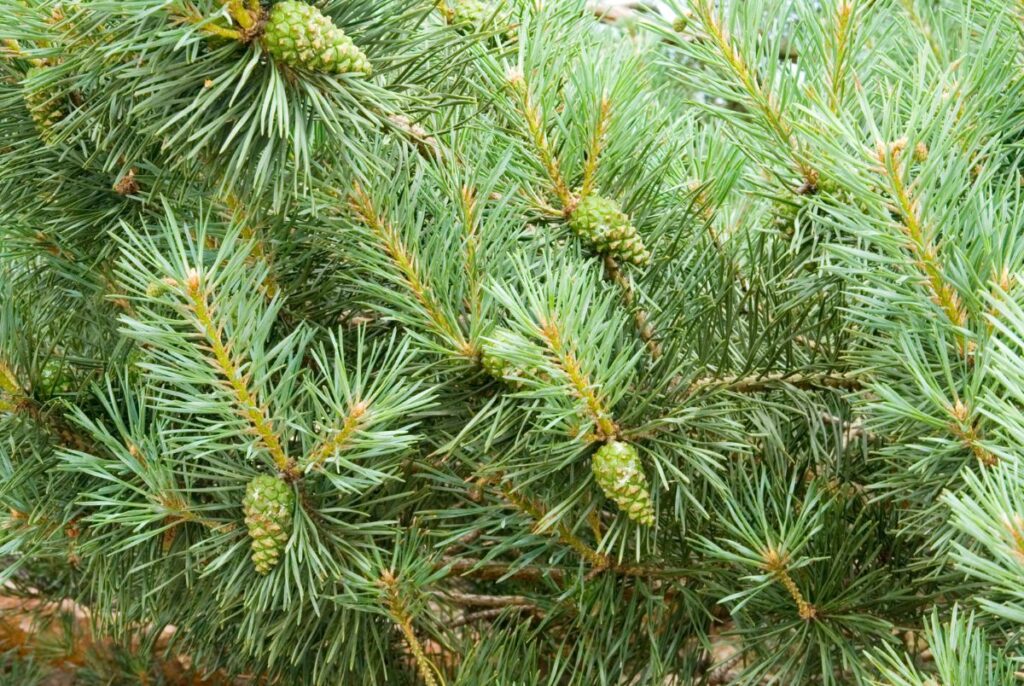 パイン（Pinus sylvestris）