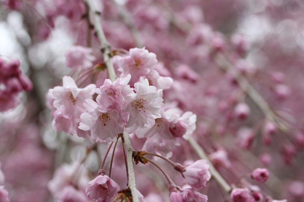 綺麗に咲いた枝垂桜