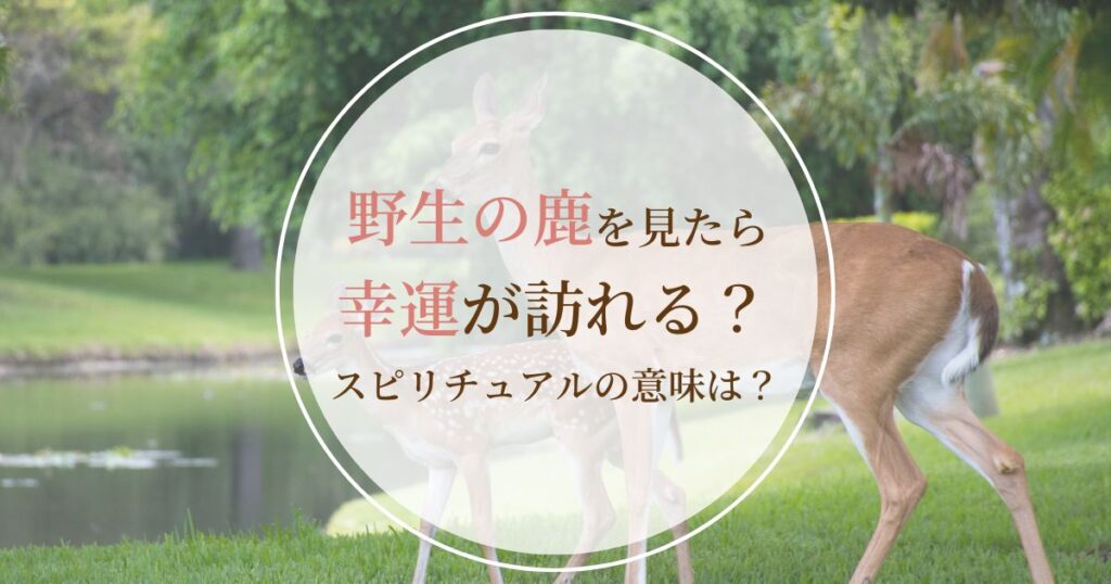 野生の鹿を見たら幸運が訪れる?縁起やスピリチュアルメッセージを解説!