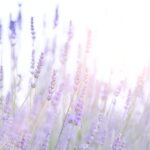 Lavender-field
