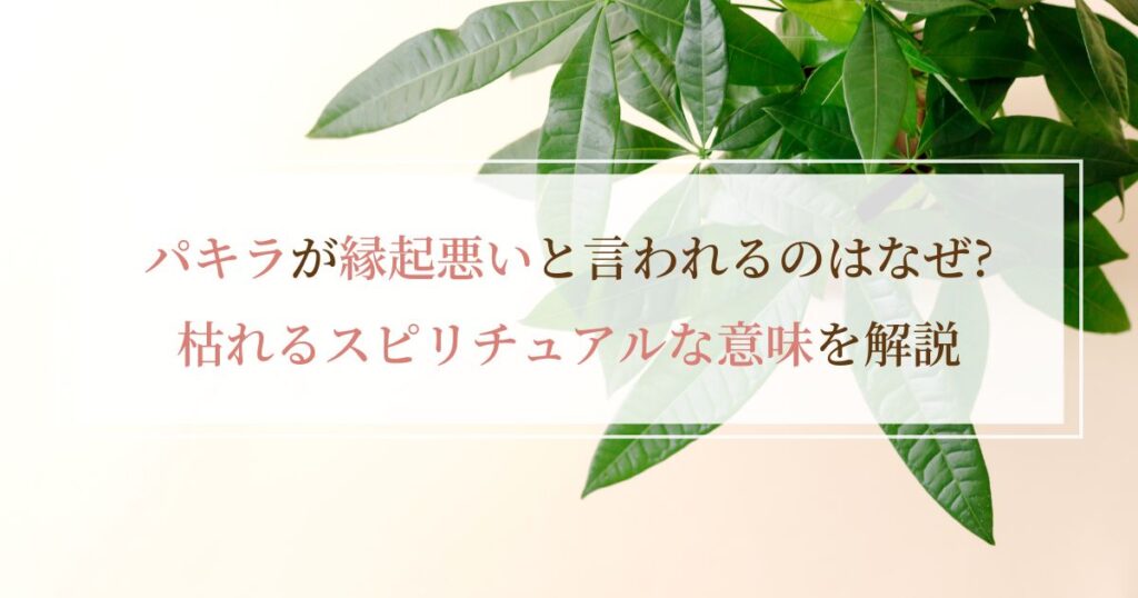 パキラが縁起悪いと言われるのはなぜ?枯れるスピリチュアルな意味を解説