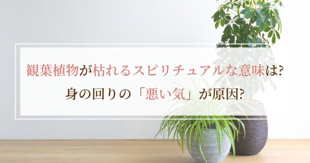 観葉植物が枯れるスピリチュアルな意味は?身の回りの「悪い気」が原因?