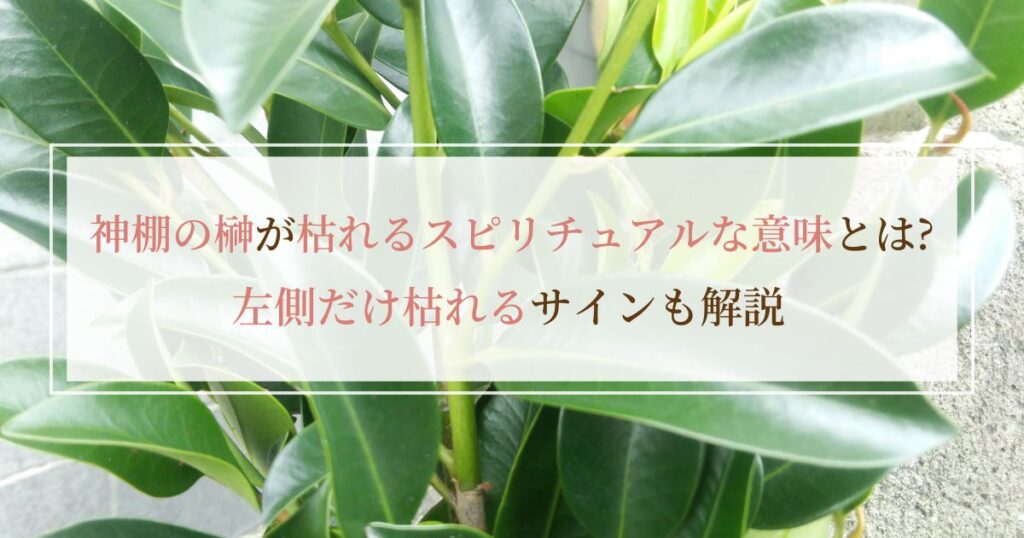 神棚の榊が枯れるスピリチュアルな意味とは？左側だけ枯れるサインも解説