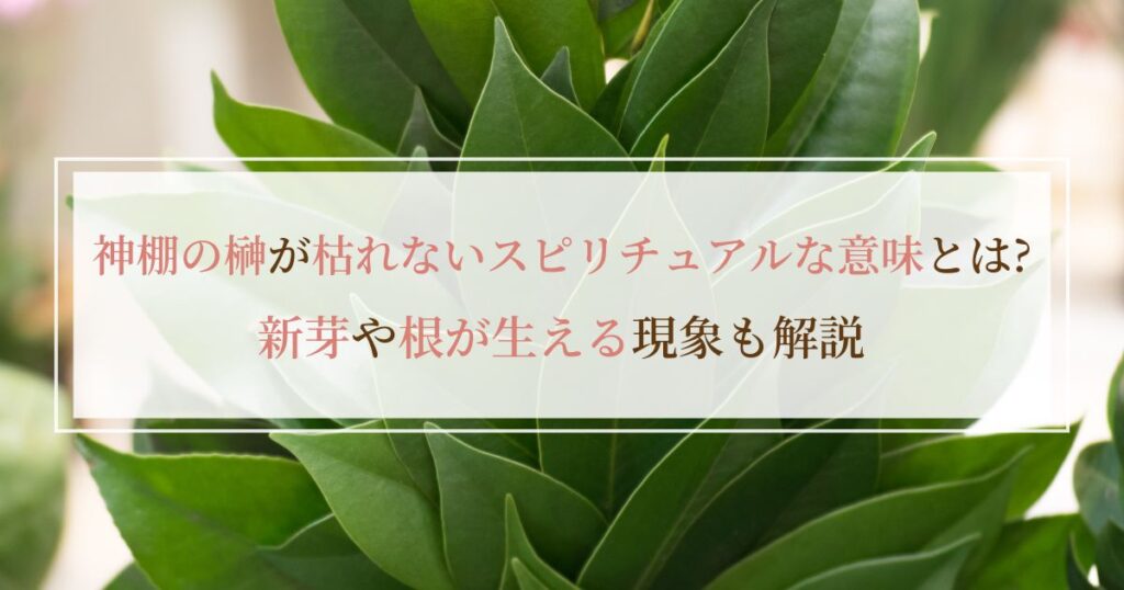 神棚の榊が枯れないスピリチュアルな意味とは？新芽や根が生える現象も解説